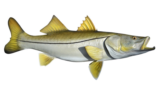 34-INCH COMMON SNOOK