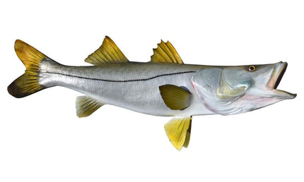 35-INCH COMMON SNOOK
