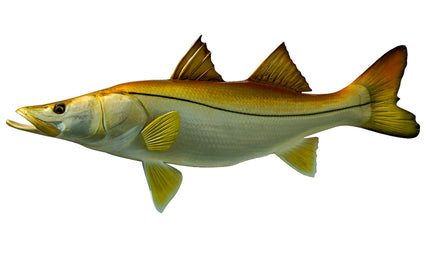 36-INCH COMMON SNOOK