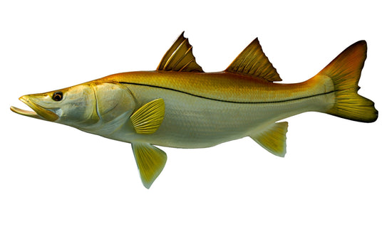36-INCH COMMON SNOOK