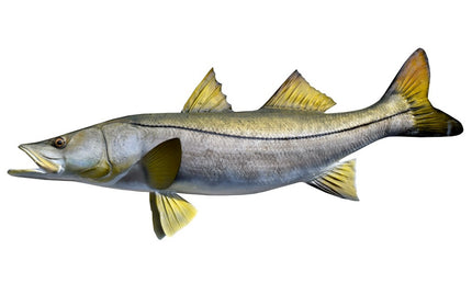 37-INCH COMMON SNOOK (L)