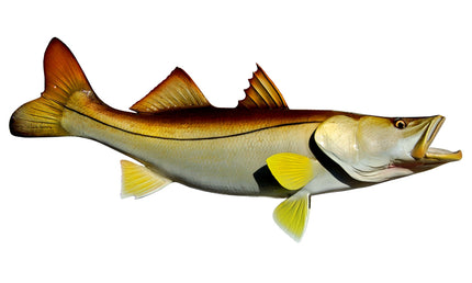 37-INCH COMMON SNOOK (R)
