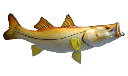 38-INCH COMMON SNOOK