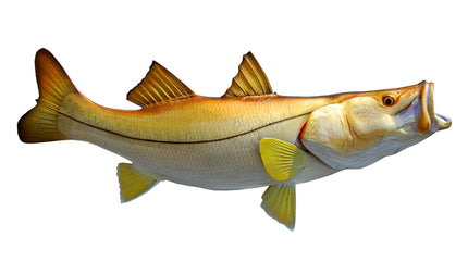 38-INCH COMMON SNOOK