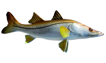 39-INCH COMMON SNOOK