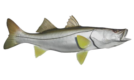 40-INCH COMMON SNOOK