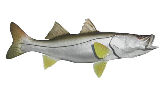 40-INCH COMMON SNOOK