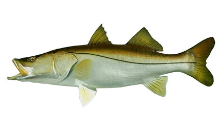 44-INCH COMMON SNOOK