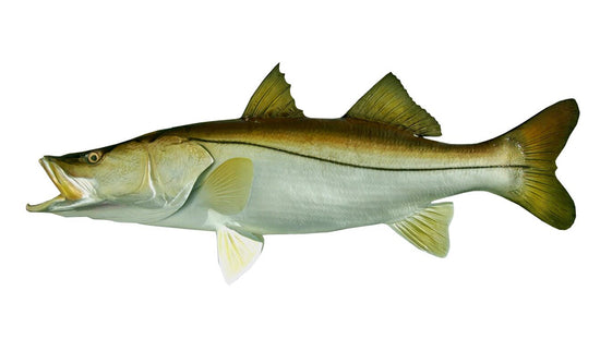 44-INCH COMMON SNOOK