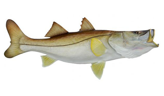 45-INCH COMMON SNOOK