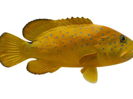 Collection image for: GROUPER, CONEY