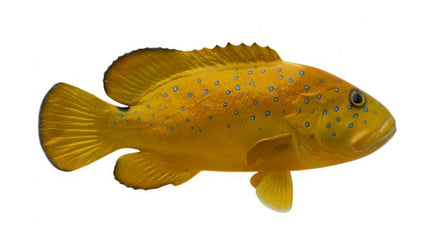 14-INCH CONEY GROUPER
