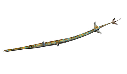 48-INCH CORONETFISH