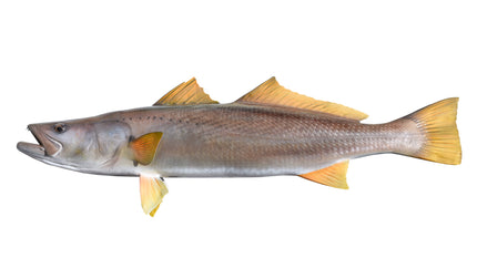 41-INCH CORVINA