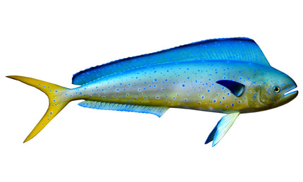 24-INCH COW DOLPHIN