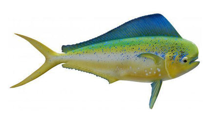 30-INCH POMPANO DOLPHIN