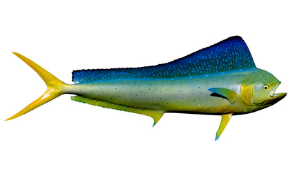 52-INCH COW DOLPHIN