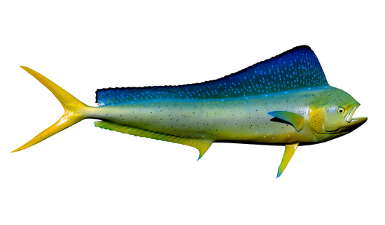 52-INCH COW DOLPHIN