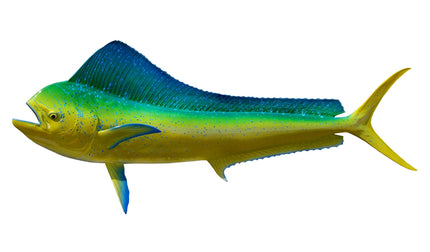 59-INCH COW DOLPHIN