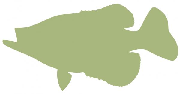17-INCH CRAPPIE BLANK, ECONOMICAL