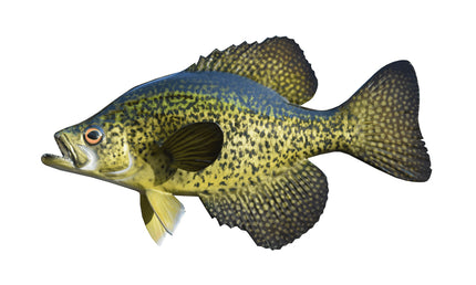 10-INCH CRAPPIE, BLACK