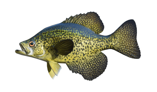 10-INCH CRAPPIE, BLACK