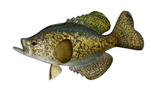 14-INCH CRAPPIE, BLACK