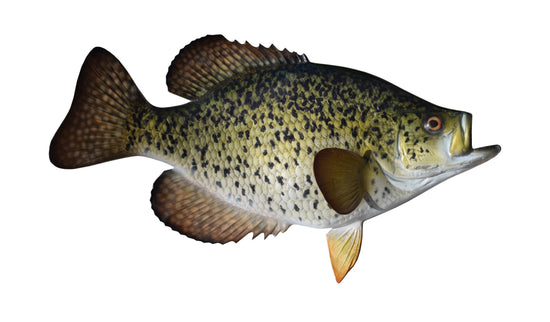 15-INCH CRAPPIE, BLACK