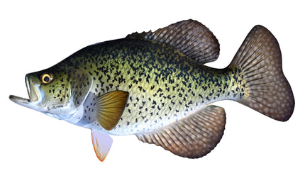 18-INCH CRAPPIE, BLACK