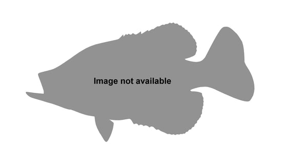 19-INCH CRAPPIE, BLACK