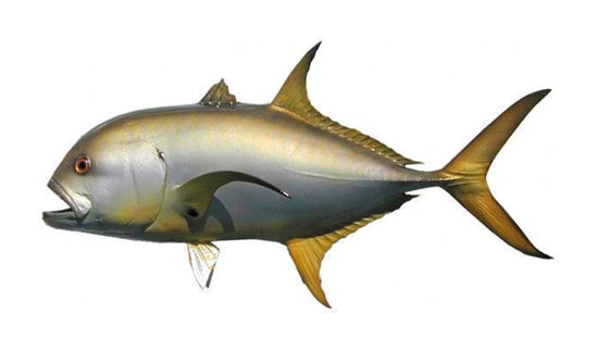 26-INCH CREVALLE JACK