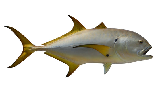 35-INCH CREVALLE JACK