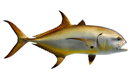 39-INCH CREVALLE JACK