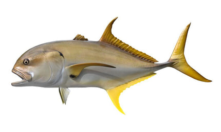 40-INCH CREVALLE JACK