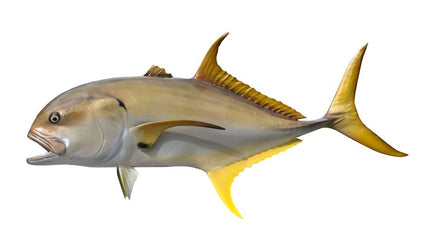 40-INCH CREVALLE JACK
