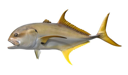 42-INCH CREVALLE JACK