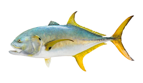 48-INCH CREVALLE JACK