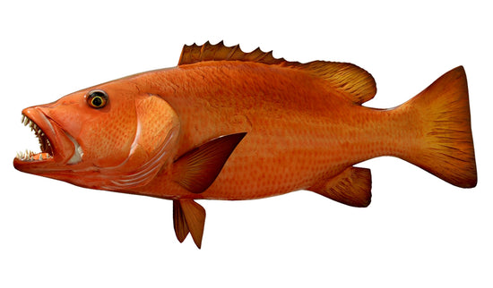 30-INCH CUBERA SNAPPER (L)