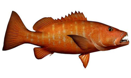 30-INCH CUBERA SNAPPER (R)