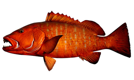 37-INCH CUBERA SNAPPER