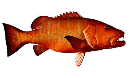 41-INCH CUBERA SNAPPER