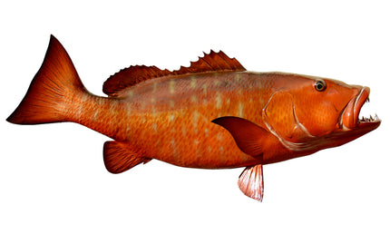 45-INCH CUBERA SNAPPER