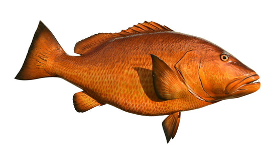 48-INCH CUBERA SNAPPER
