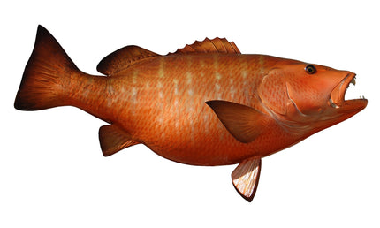 49-INCH CUBERA SNAPPER