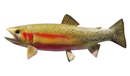 19-INCH CUTTHROAT TROUT