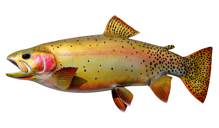 21-INCH CUTTHROAT TROUT
