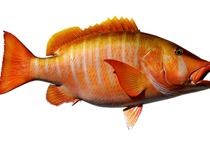 Collection image for: SNAPPER, DOG
