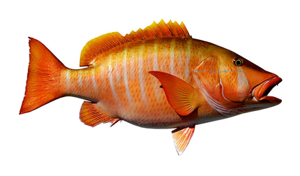 30-INCH DOG SNAPPER