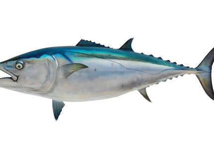 Collection image for: TUNA, DOGTOOTH
