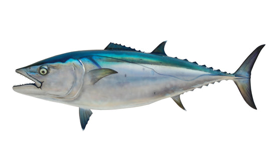 60-INCH DOGTOOTH TUNA